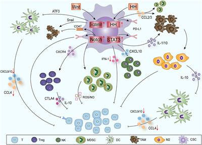 Deubiquitinating Enzymes Orchestrate the Cancer Stem Cell-Immunosuppressive Niche Dialogue: New Perspectives and Therapeutic Potential